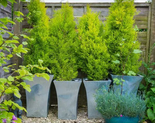 patio plant ideas Privacy with Hedging and Tall Plants