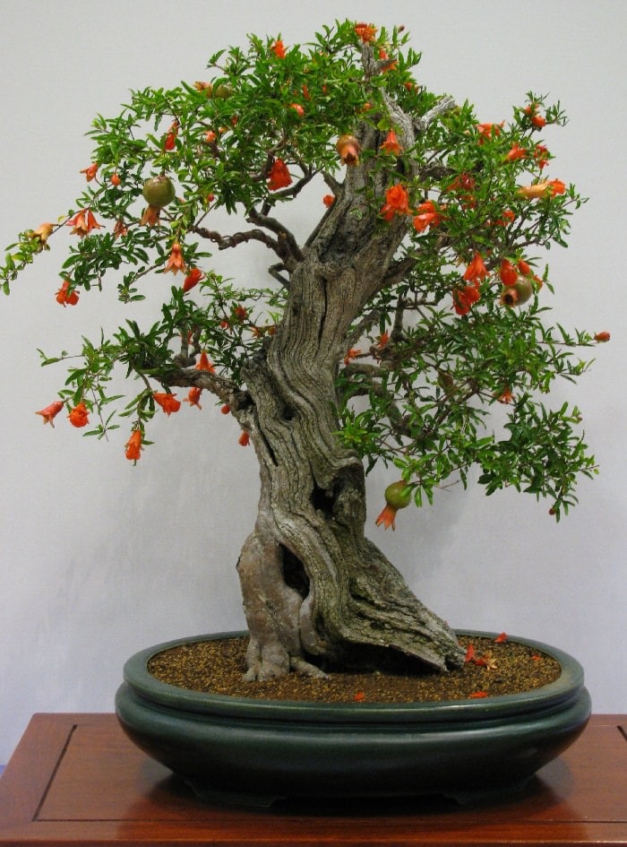 22 Best Trees For Bonsai | Best Bonsai Plants | Balcony Garden Web