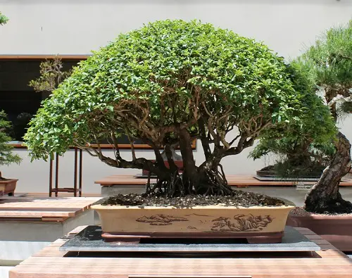 Chinese Privet bonsai tree