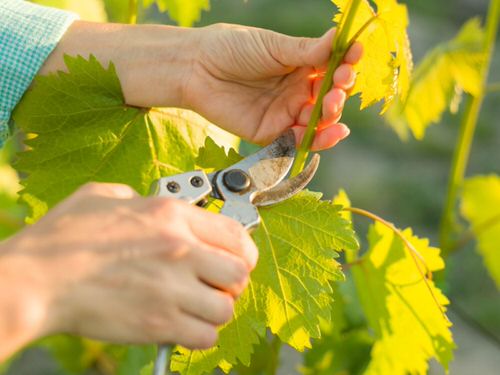 Growing Grapes in Containers 