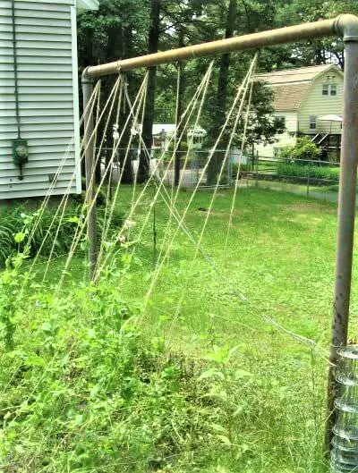  Trellis Ideas for Garden 18