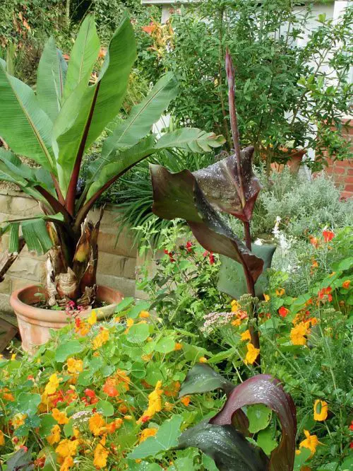 With these 11 important container garden design tips, you can create a beautiful container garden even in a limited space