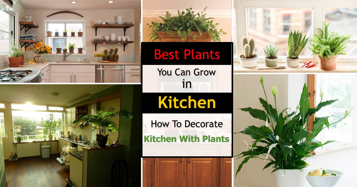 plants on kitchen table