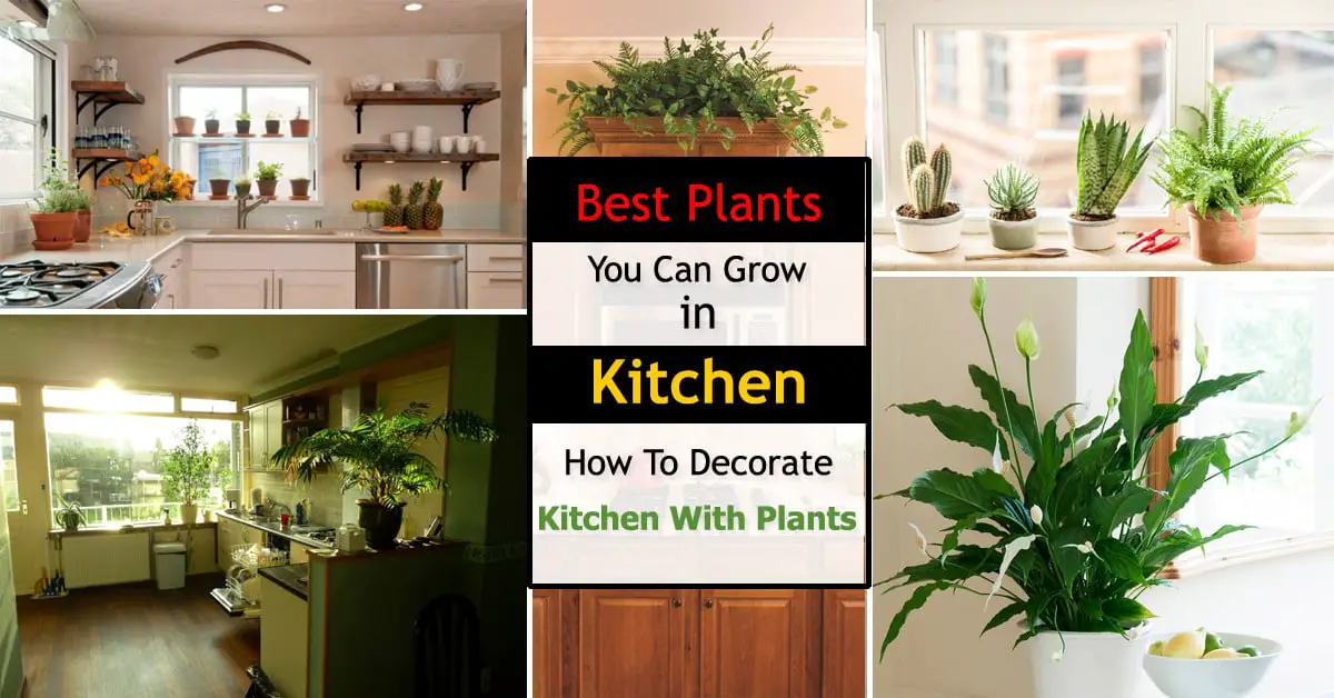 plants for kitchen sink