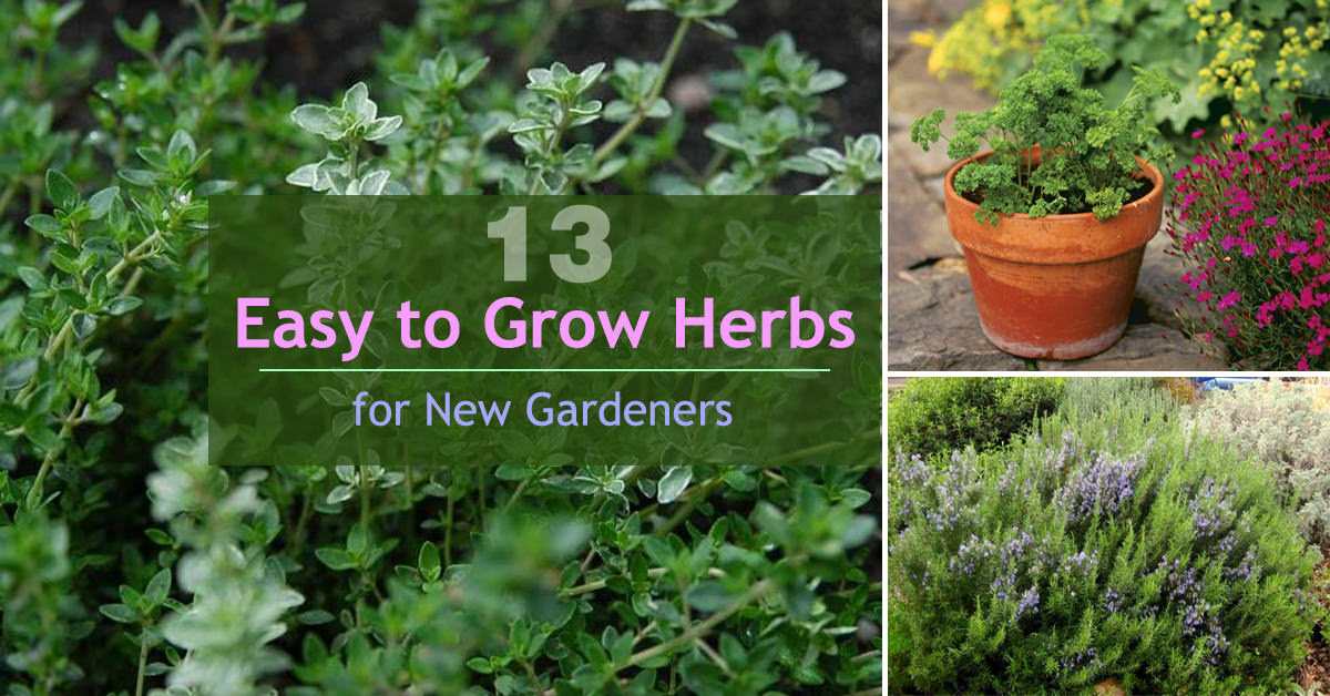 13 Easy to Grow Herbs for New Gardeners | Balcony Garden Web