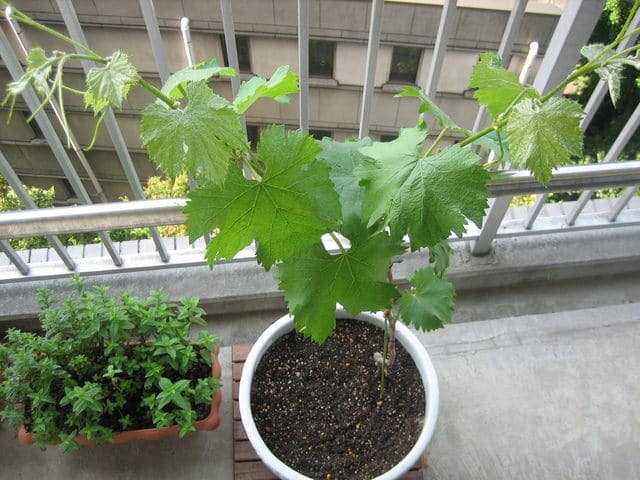 Growing Grapes in Containers | How to grow Grapes in Pots ...