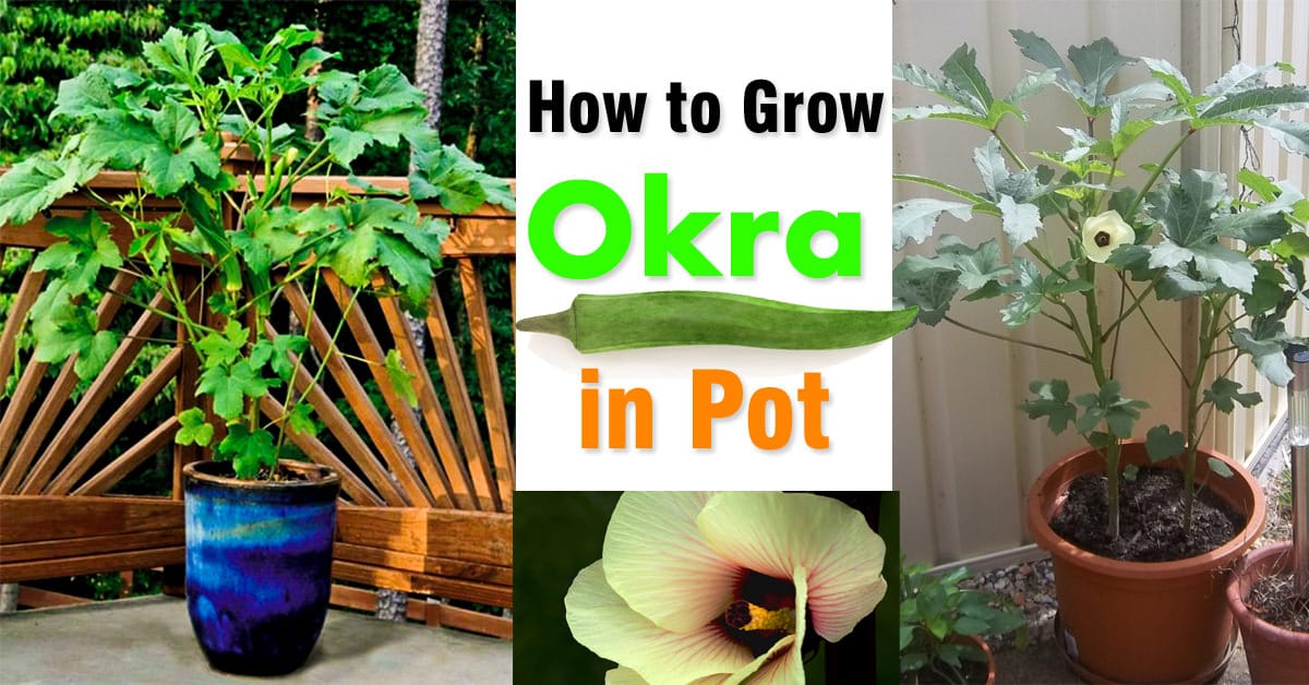 Growing Okra In Pots How To Grow Lady Fingers In Containers