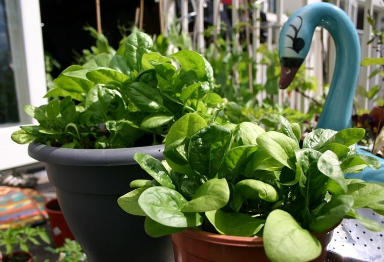 growing spinach in pots