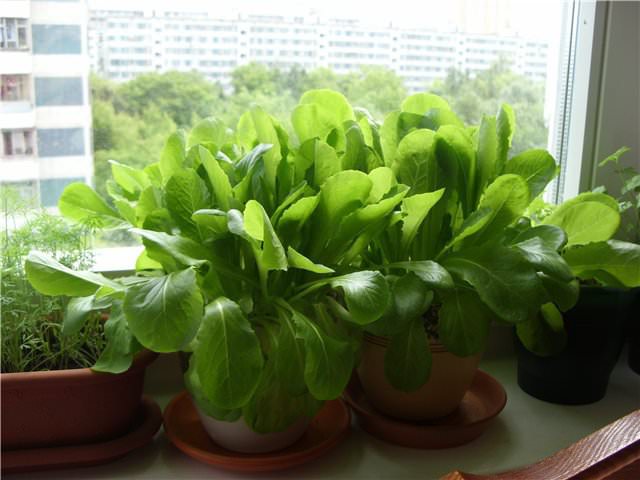 how to grow spinach in pots