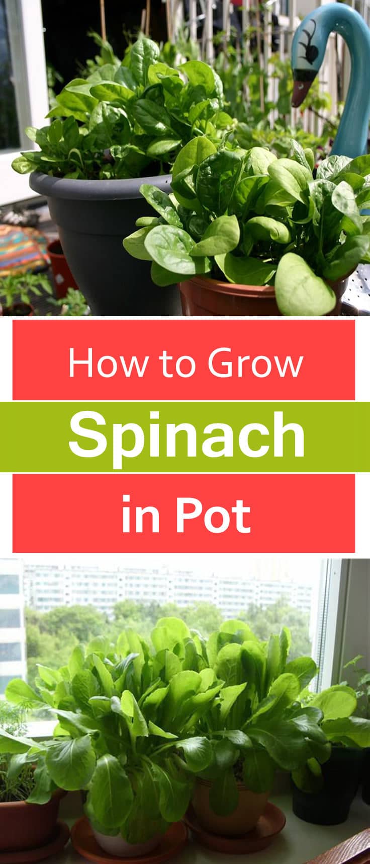 How to Grow Spinach in Pots | Growing Spinach in ...