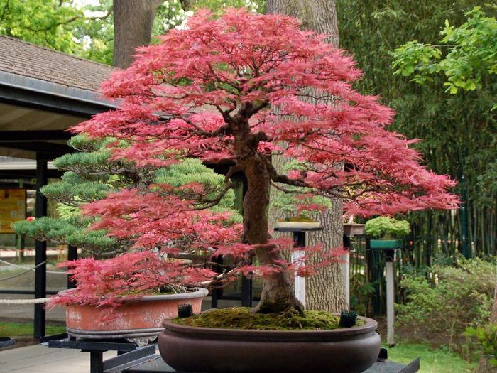 Japanese maple bonsai tree