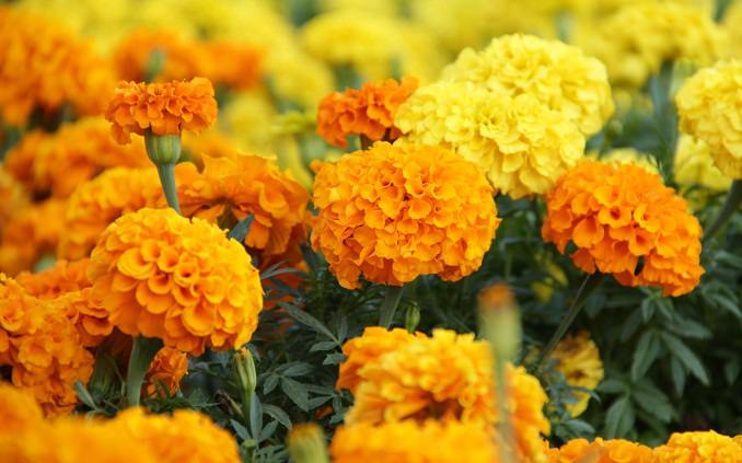 Marigold Face Pack