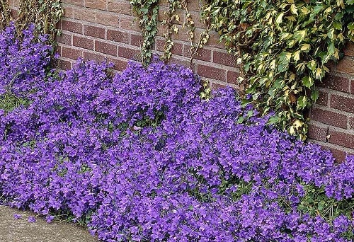 Flowering Ground Cover 11