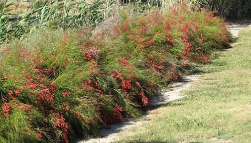 Flowering Ground Cover 15
