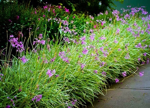 Flowering Ground Cover 17