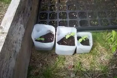 Self-Watering Milk Jug Planter