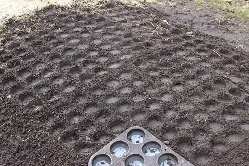 Use Muffin Tins to Plant Seeds