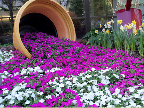 Flowering Ground Cover 9