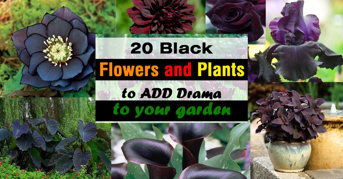 20 BLACK Flowers And Plants to Add Drama To Your Garden | Balcony
