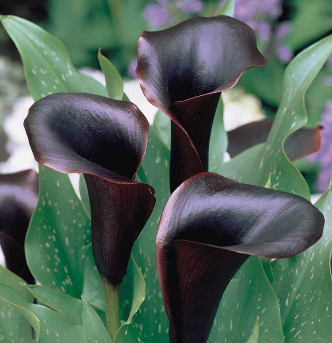 20 BLACK Flowers And Plants to Add Drama To Your Garden | Balcony ...