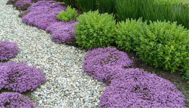 best quality creeping thyme ground cover