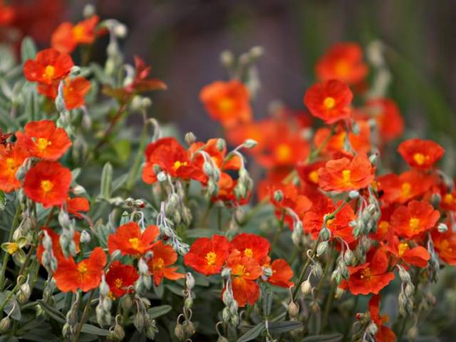 18 Best Flowering Ground Cover Plants | Balcony Garden Web