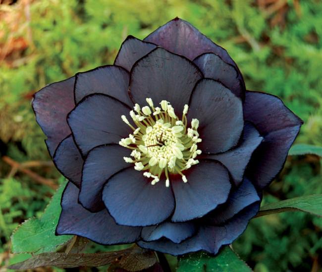 28 BLACK Flowers And Plants to Add Drama To Your Garden