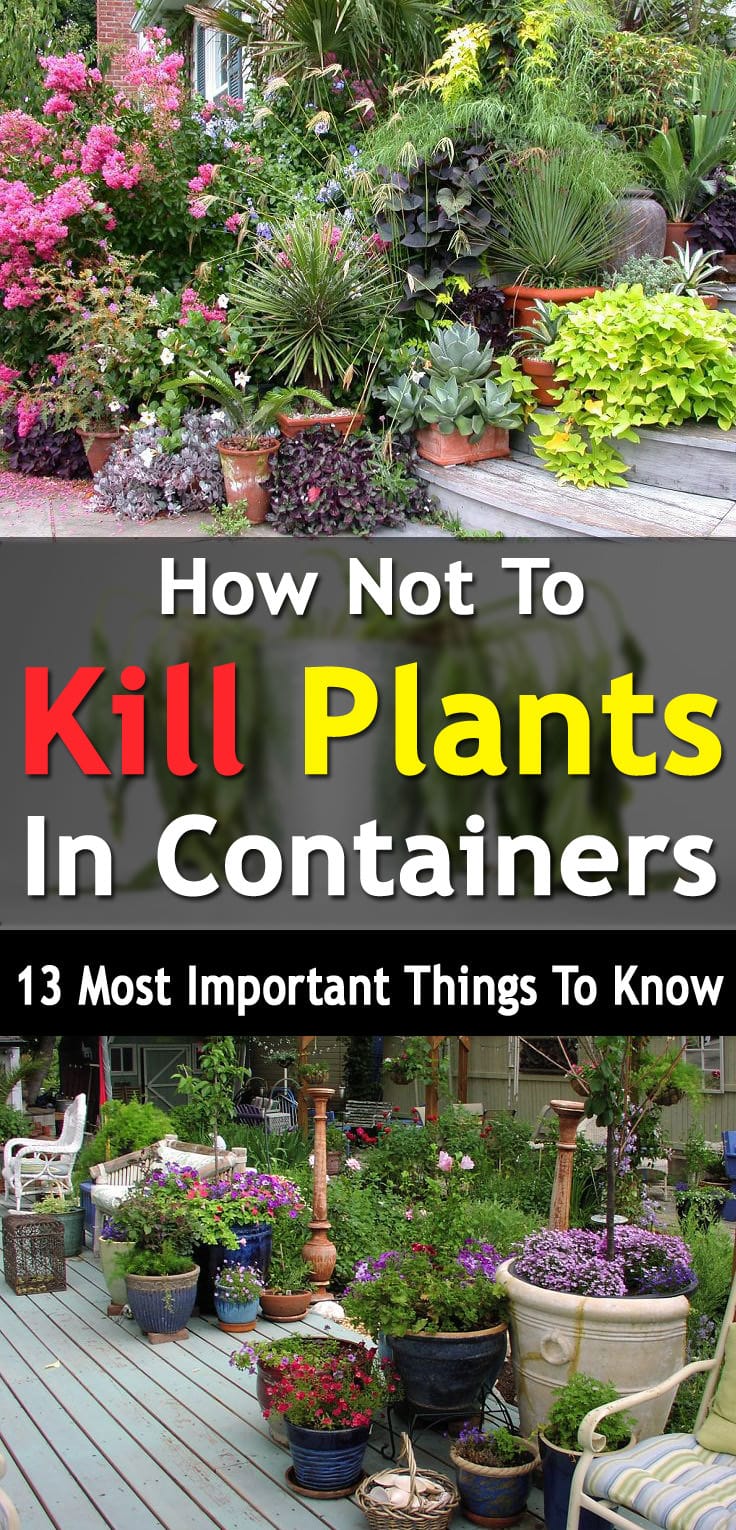 How Not To Kill Plants In Containers, 13 Most Important ...