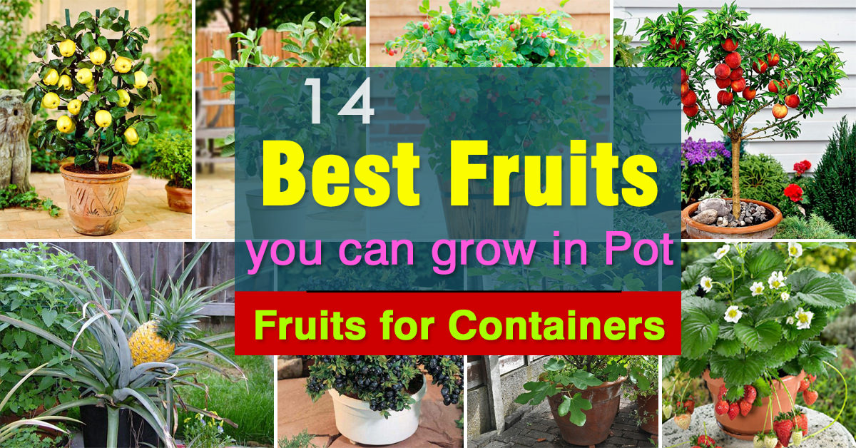 Best Fruits To Grow In Pots Fruits For Containers Balcony Garden Web 