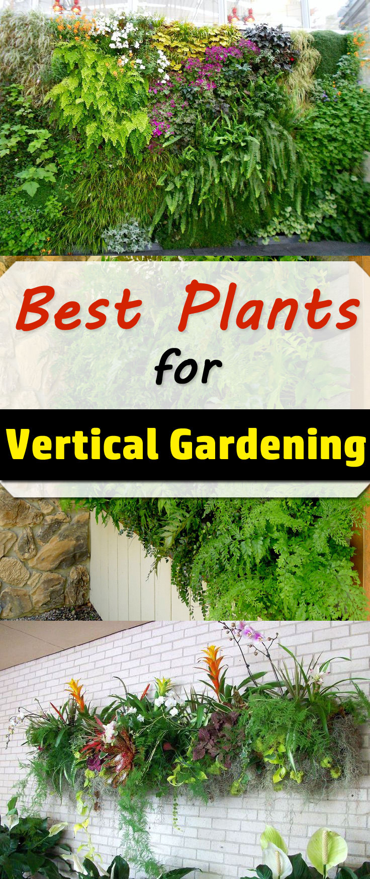 Best Plants For Vertical Garden | Vertical Garden Plants ...