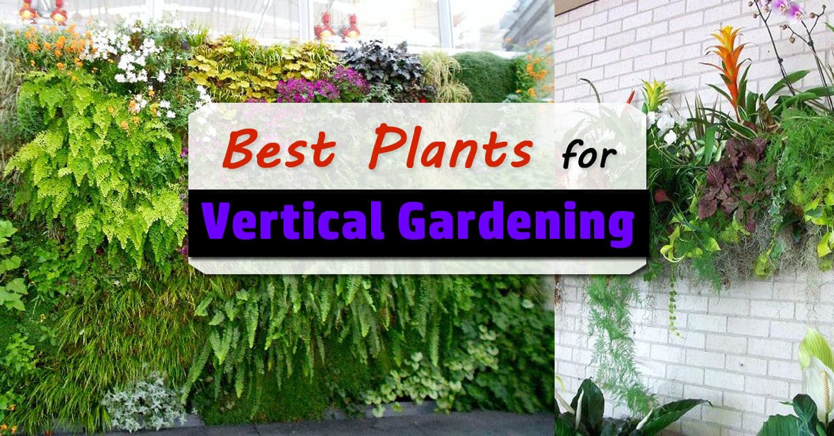 vertical garden plants