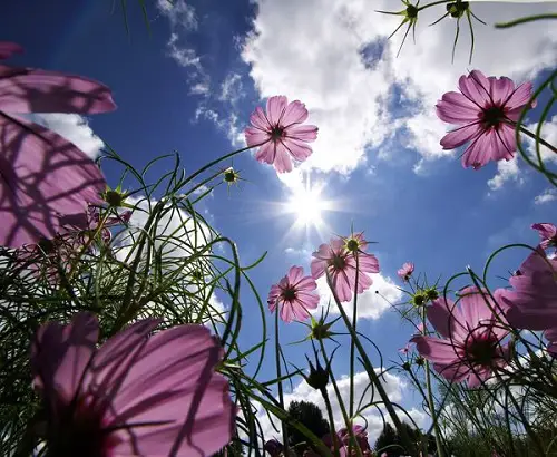 Provide More Sun