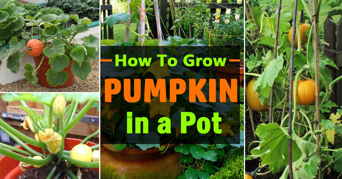 How To Grow Pumpkin In Pot 2 