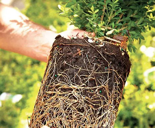 Keep them Slightly Root Bound