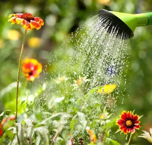 Do Moderate Watering