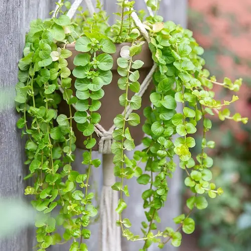 Best Plants For Hanging Baskets 