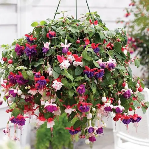  Plants For Hanging Baskets