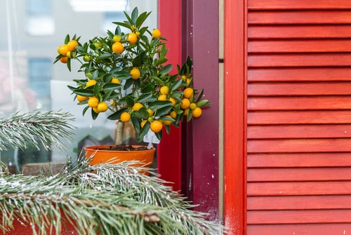 Kitchen Scraps as Houseplants!