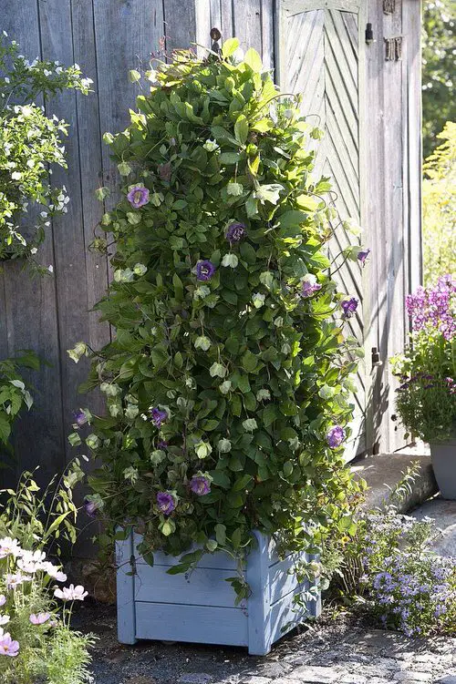 Climbing Plants for Pots 14