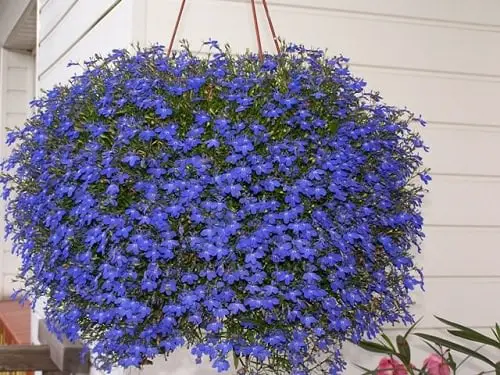 best Hanging Basket Plants
