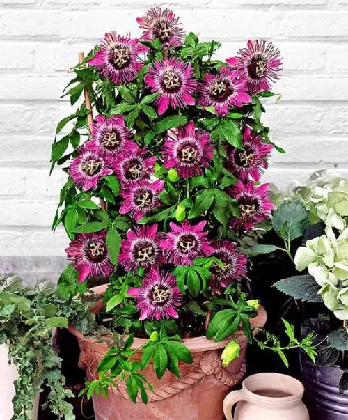 Best Vines for Containers  15