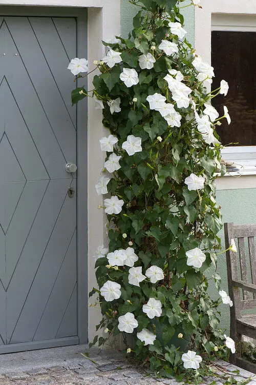 Best Vines for Containers 19