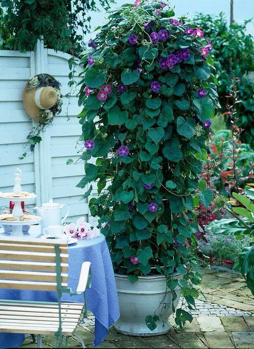 Climbing Plants for Pots 2