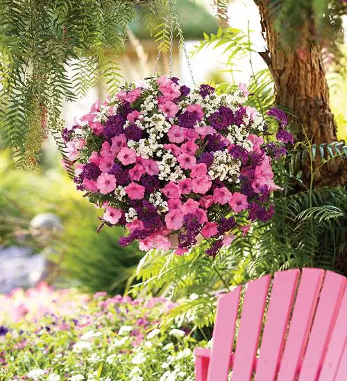 top Best Plants For Hanging Baskets