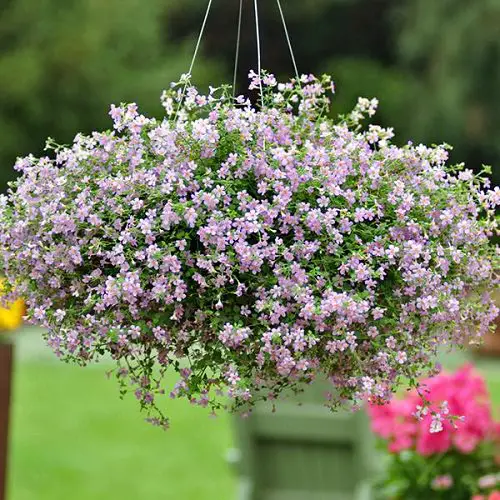 top Plants for Basket Hangings