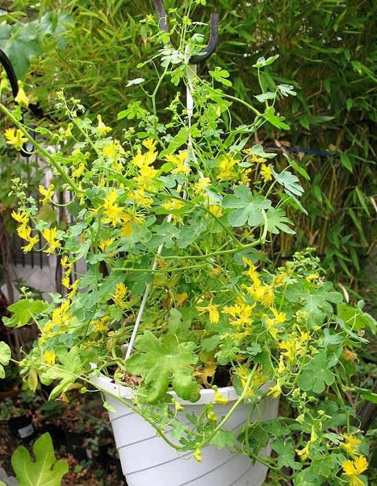 24 Best Vines For Containers Climbing Plants For Pots Balcony Garden Web