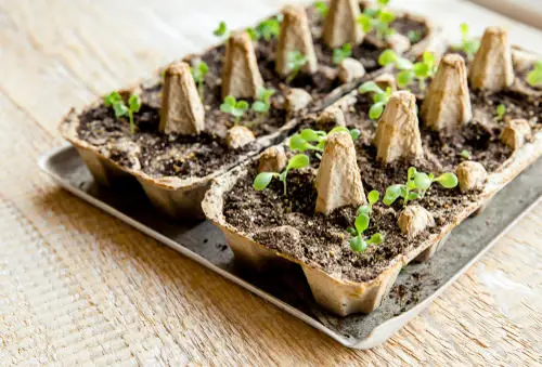 Egg Holders That You Can Use in Your Garden 22