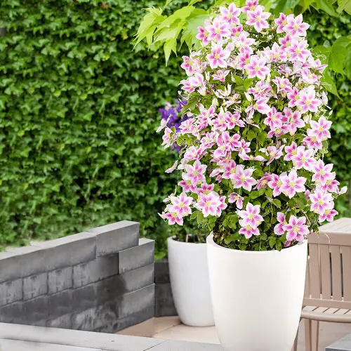 Best Vines for Containers 3