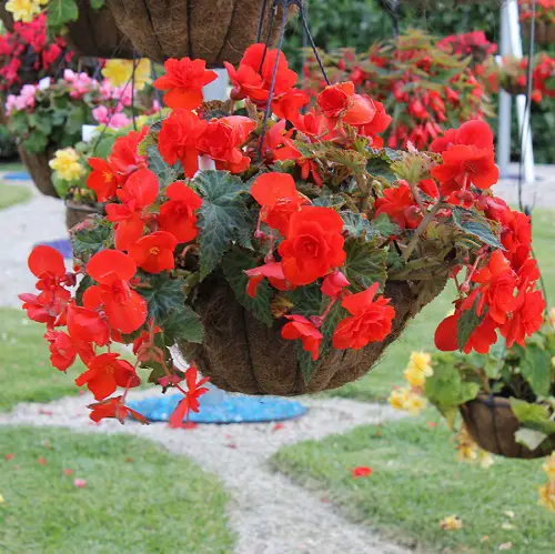 beautiful Plants For Hanging Baskets