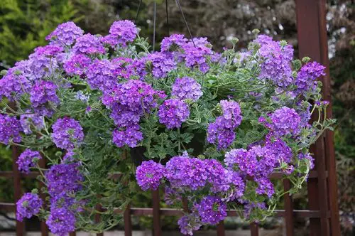 top best Plants For Hanging Baskets 